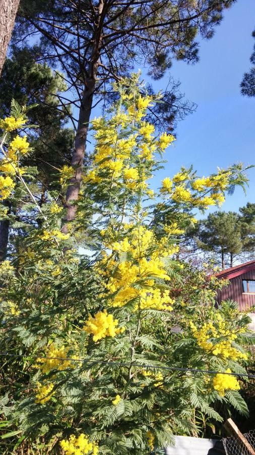 مبيت وإفطار Lège-Cap-Ferret Le Relais De La Praya المظهر الخارجي الصورة